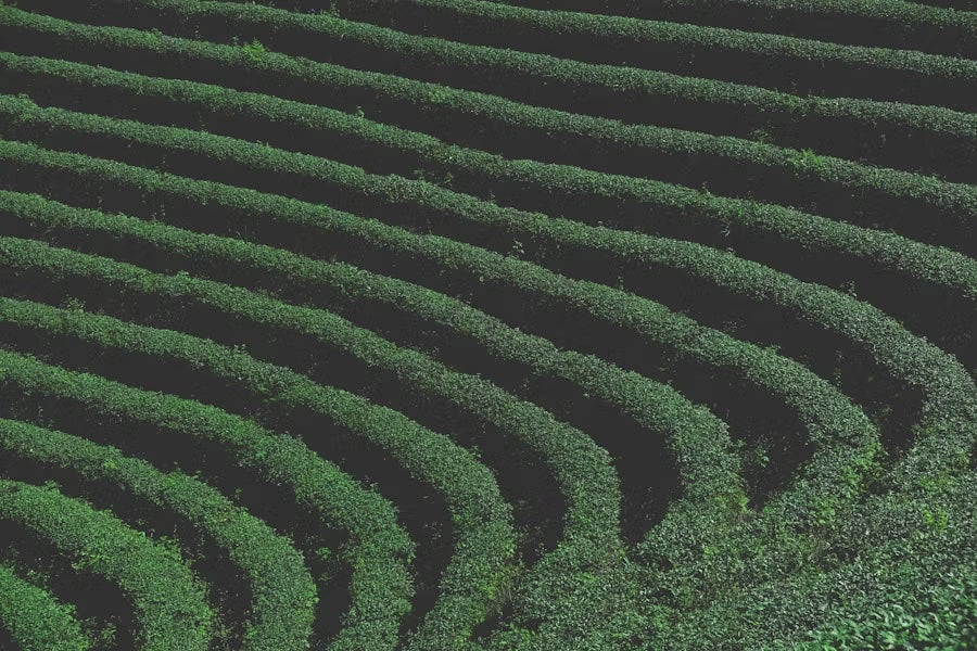 Thoughtfully Sourced Leaves