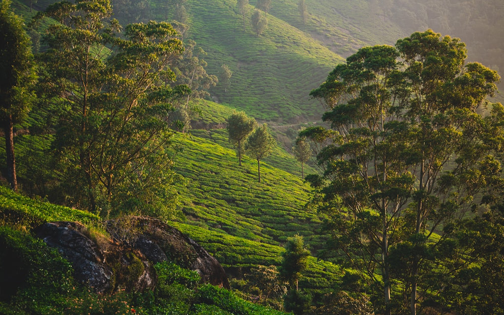 Tea hills at first light