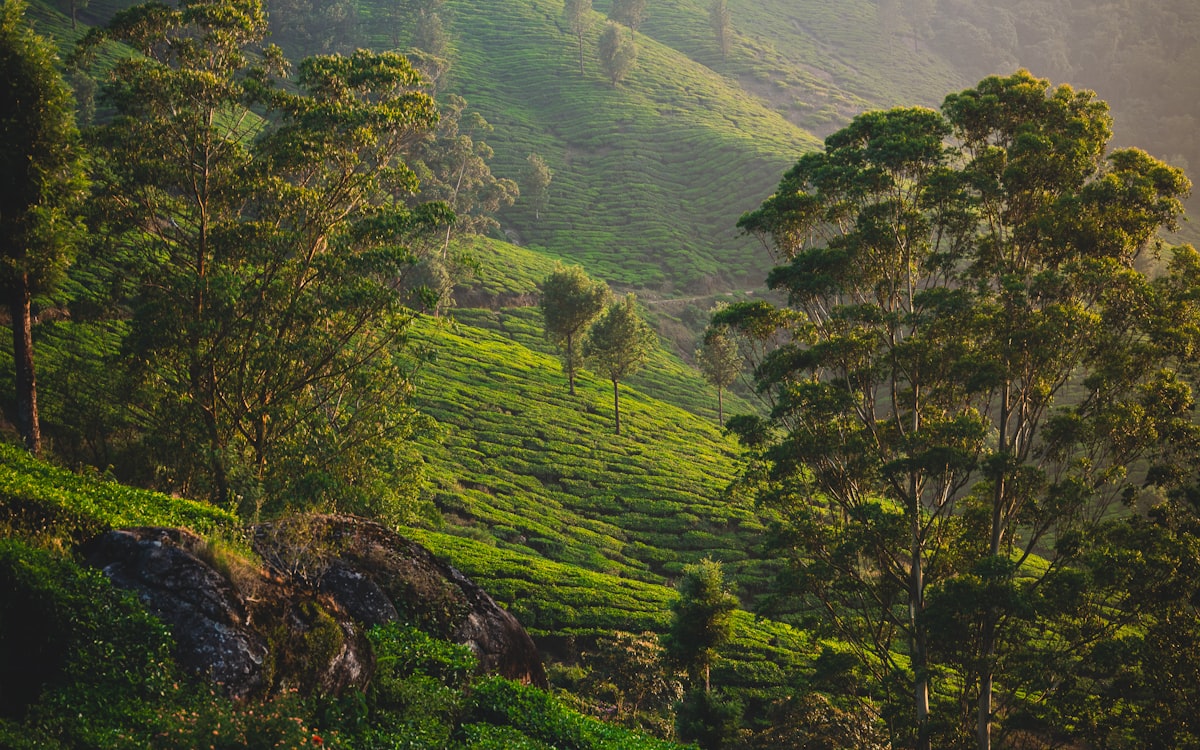 Tea hills at first light