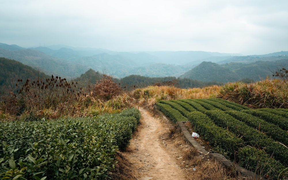 A path through the Kurseong tea rows