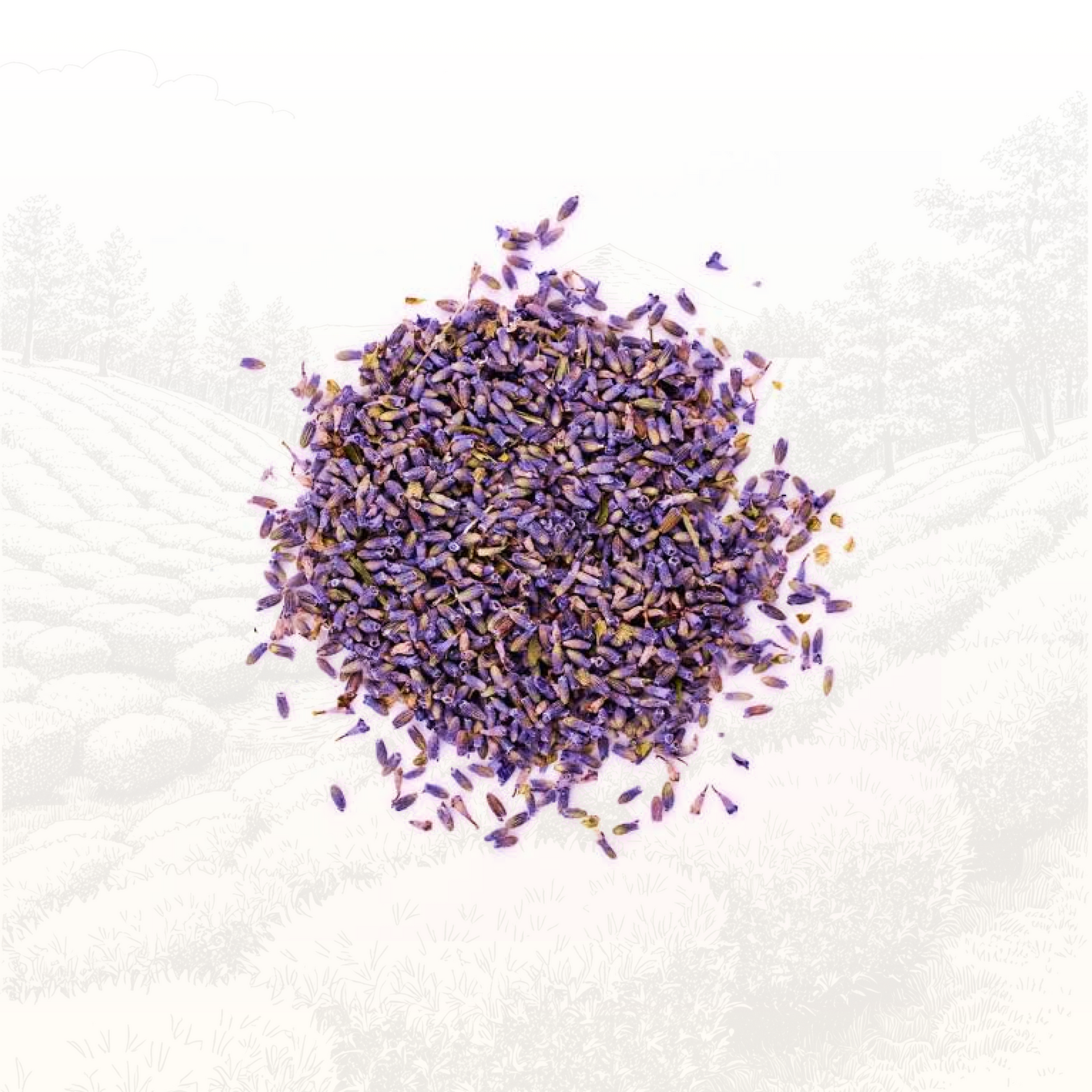 Himalayan Chamomile Lavender  - Batch 1/9