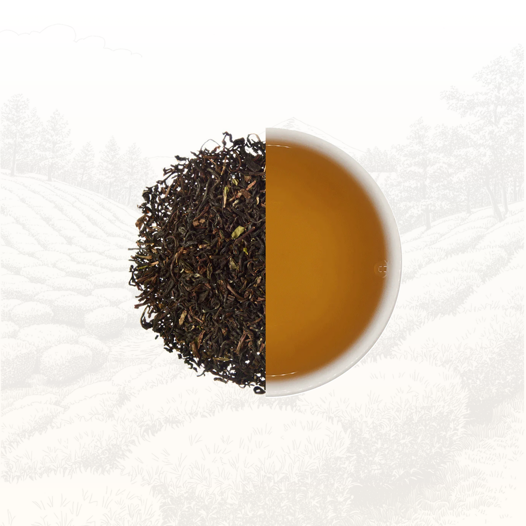 Darjeeling First Flush  - Batch 1/9