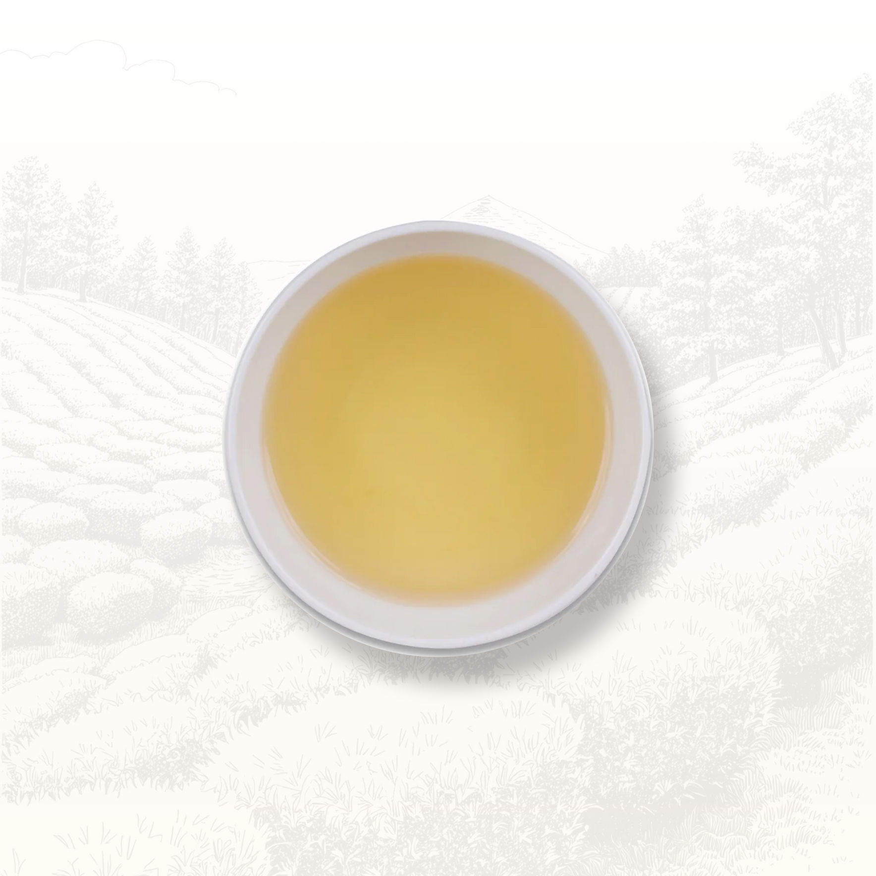 Fujian Jasmine Green Pearls - Batch 1/9