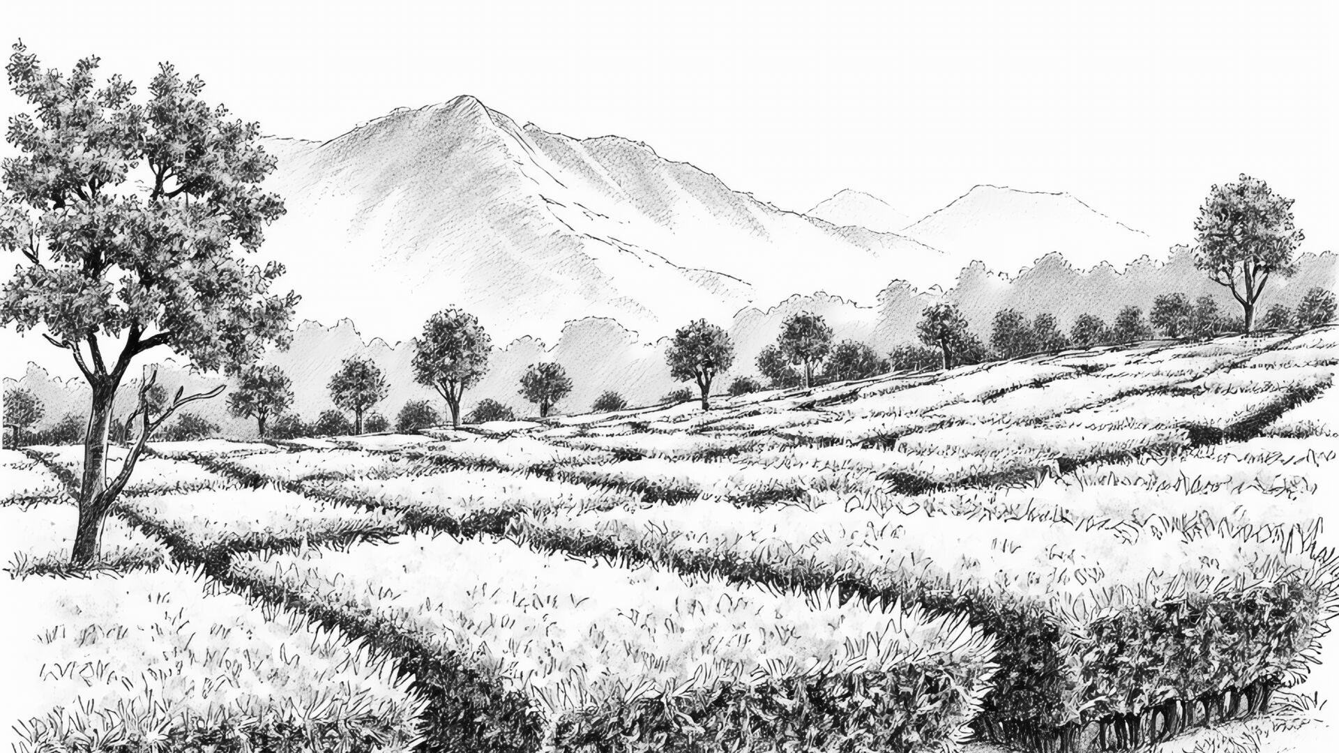 From Luxmi Estate