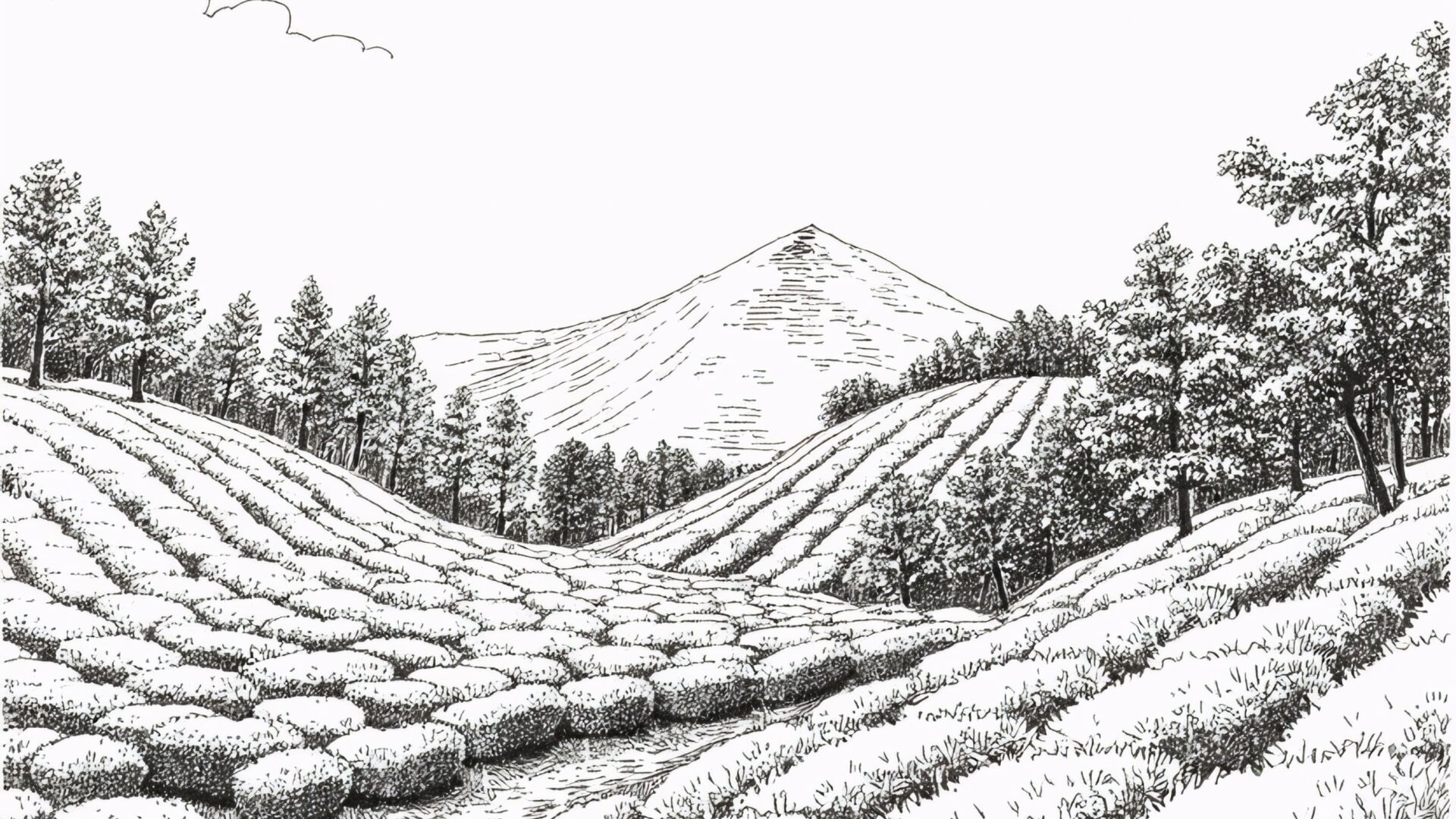 From Gopaldhara Tea Estate