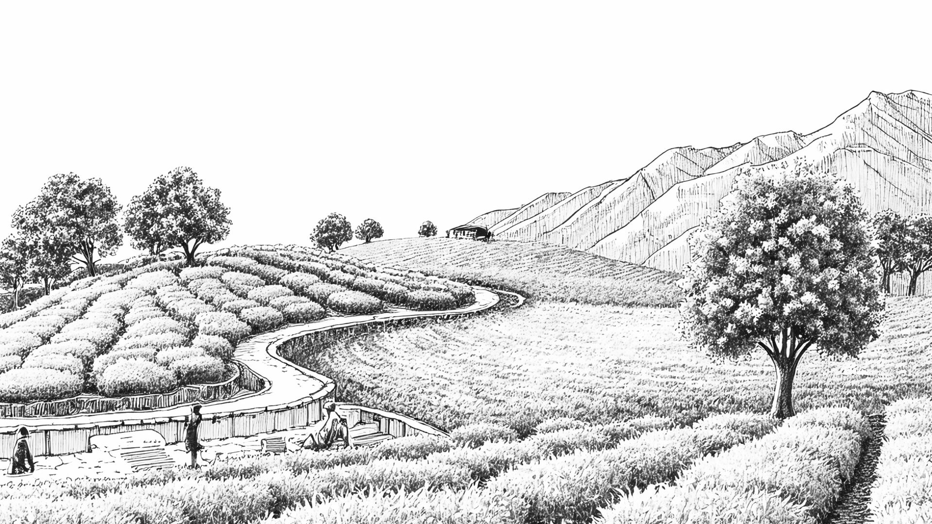 From Chamraj Tea Estate